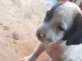 Nico bebê lindo