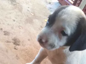 Cachorro raça Srd  idade Abaixo de 2 meses nome Nico bebê lindo 