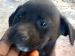Cachorro raça Srd idade Abaixo de 2 meses nome Bibo lindo bebê 