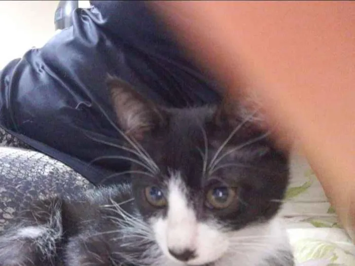 Gato ra a  idade 2 a 6 meses nome Romeu