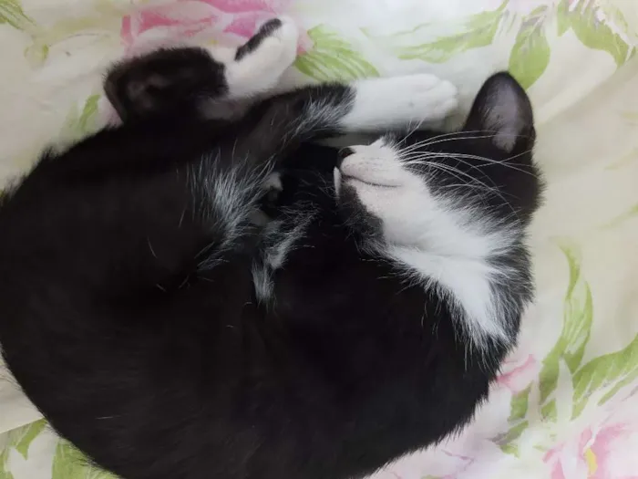 Gato ra a  idade 2 a 6 meses nome Romeu