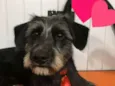 loki