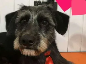 Cachorro raça Labrador idade 1 ano nome loki