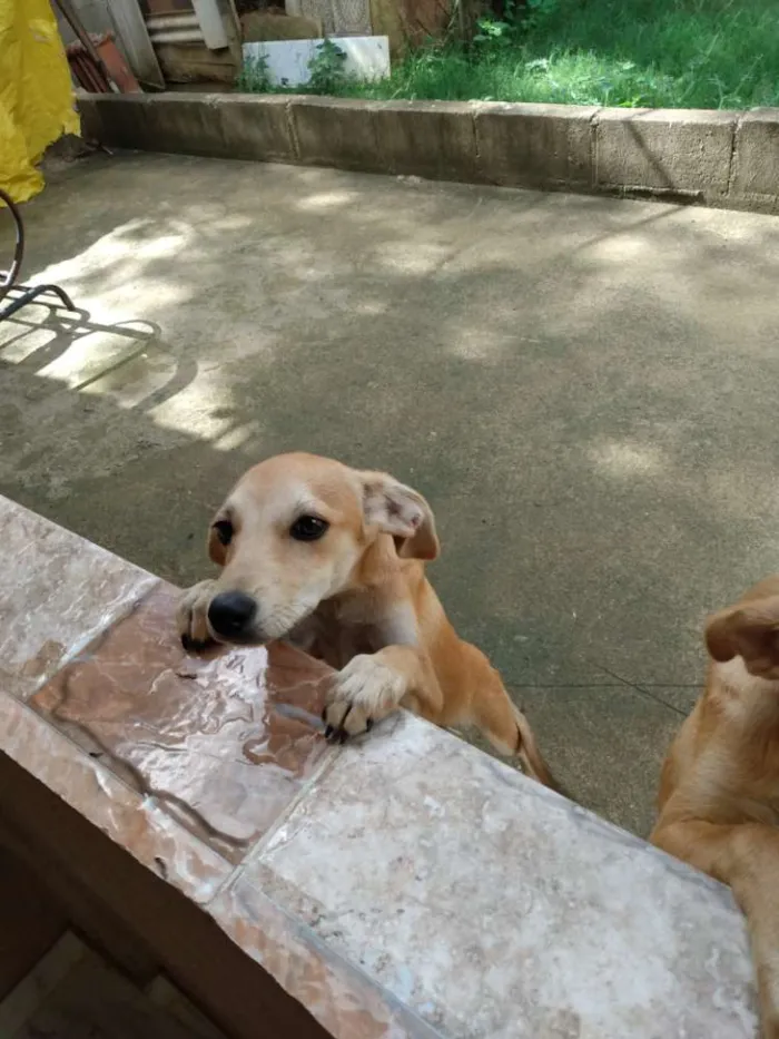 Cachorro ra a Vira lata idade 2 a 6 meses nome Cherry