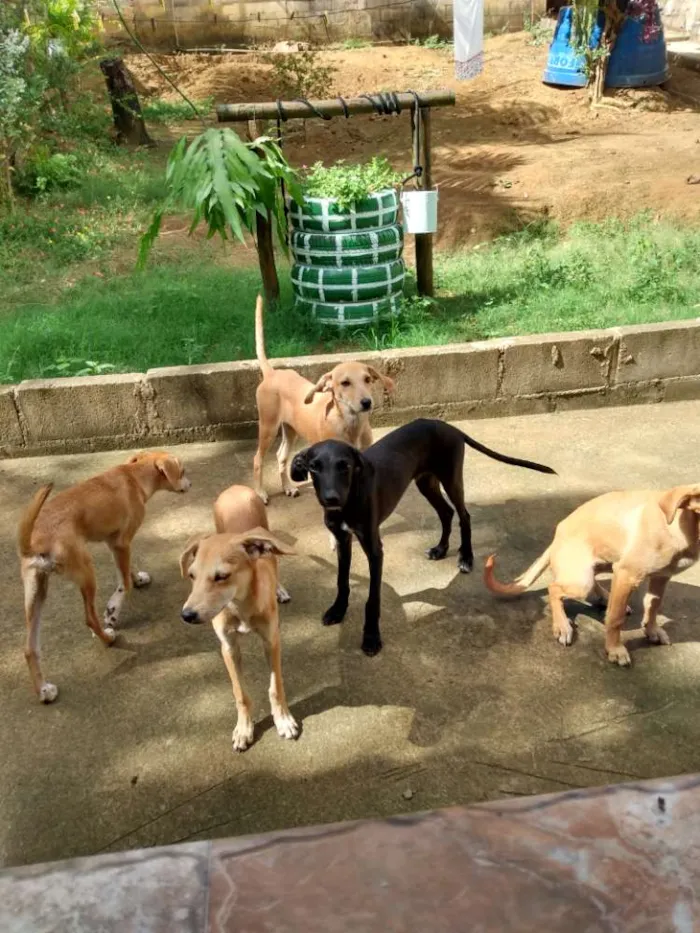 Cachorro ra a Vira lata idade 2 a 6 meses nome Cherry