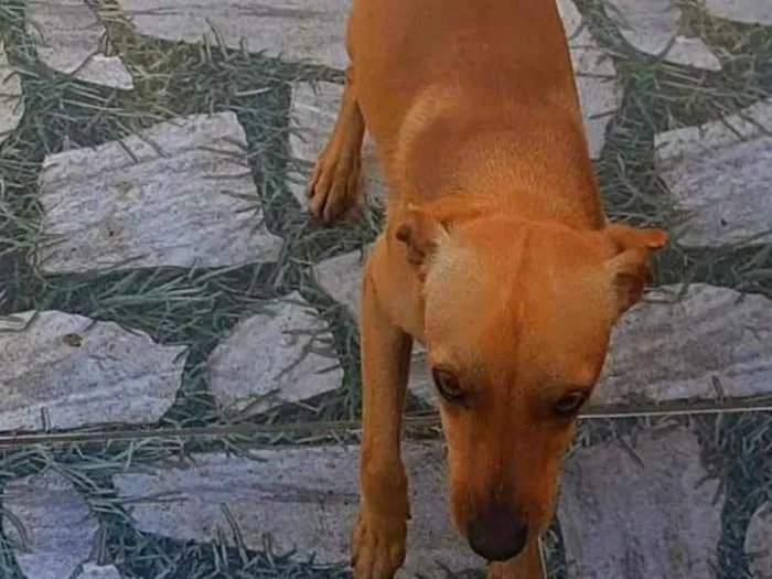 Cachorro ra a Não sei  idade 7 a 11 meses nome scooby