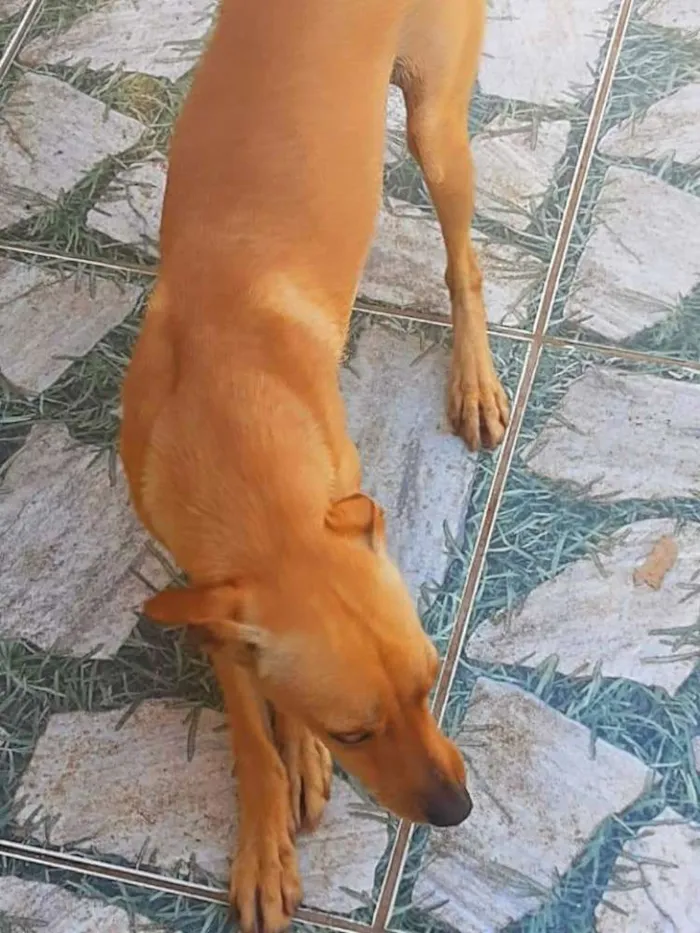 Cachorro ra a Não sei  idade 7 a 11 meses nome scooby