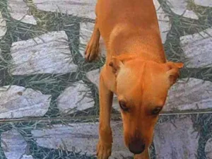 Cachorro raça Não sei  idade 7 a 11 meses nome scooby