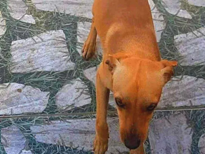 Cachorro ra a Não sei  idade 7 a 11 meses nome scooby