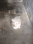Cabrito