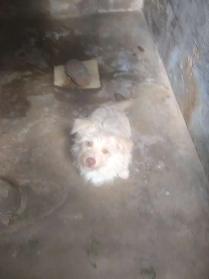 Cachorro raça  idade 7 a 11 meses nome Cabrito