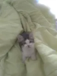 Kitty