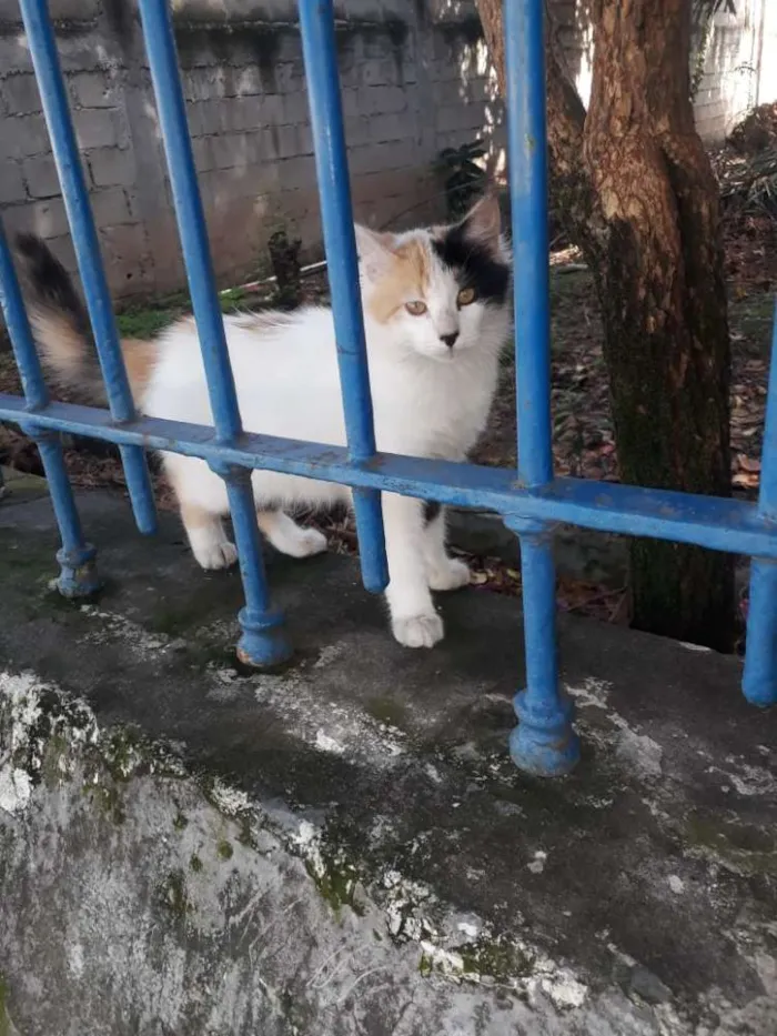Gato ra a SRD idade 7 a 11 meses nome Cindy