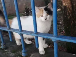 Gato raça SRD idade 7 a 11 meses nome Cindy