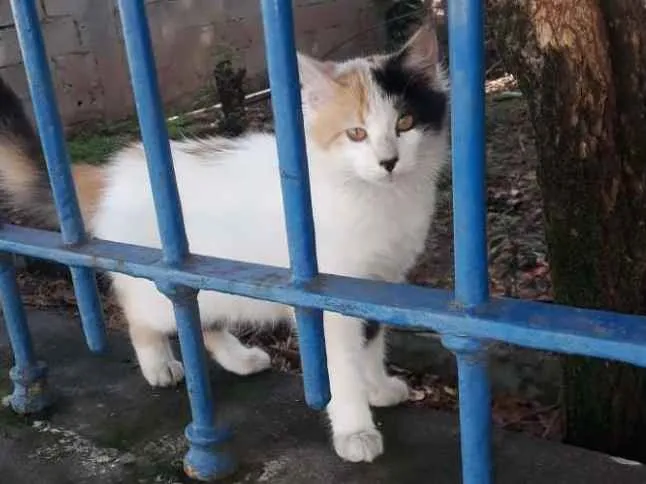 Gato ra a SRD idade 7 a 11 meses nome Cindy
