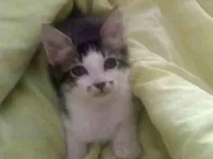 Gato raça Misturada idade 2 a 6 meses nome Kitty