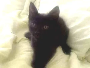 Gato raça Misturado idade 2 a 6 meses nome Paty