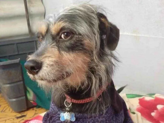 Cachorro ra a SRD idade 2 anos nome Kiron