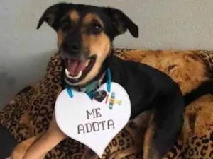 Cachorro raça Srd idade 3 anos nome Nero