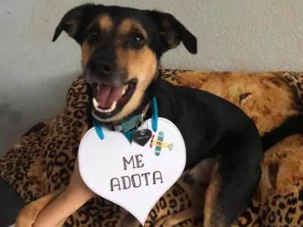 Cachorro ra a Srd idade 3 anos nome Nero