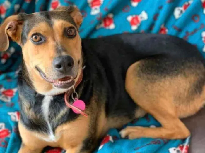 Cachorro ra a SRD idade 3 anos nome Filó 