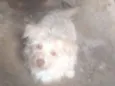 Cabrito