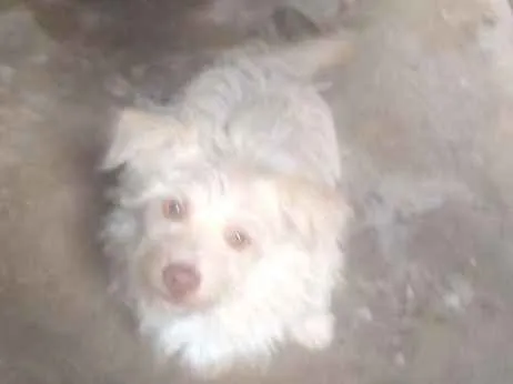 Cachorro raça  idade 7 a 11 meses nome Cabrito