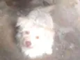 Cabrito