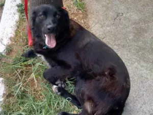 Cachorro raça SRD idade 2 anos nome Juju