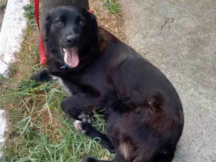 Cachorro ra a SRD idade 2 anos nome Juju