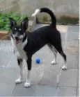 LILA