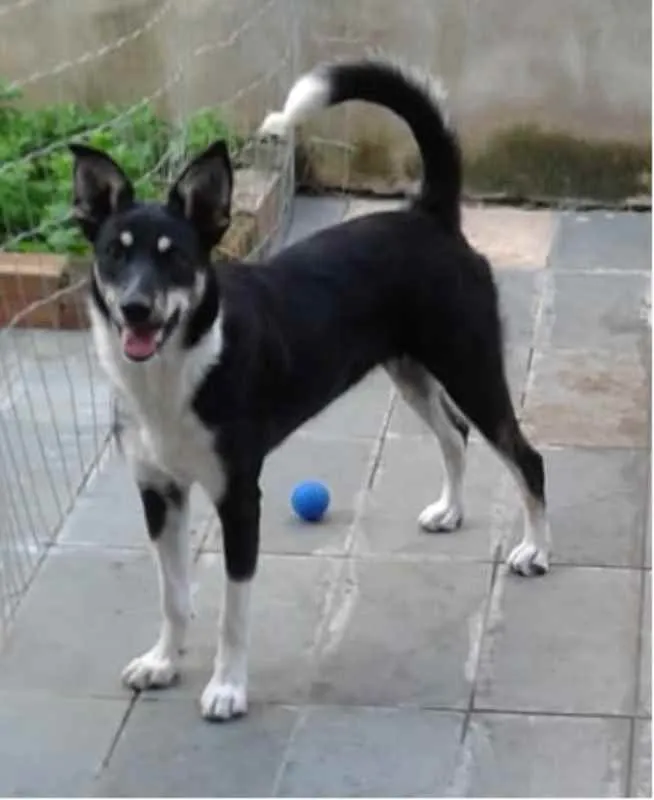 Cachorro raça Border Coliie mestiço idade 7 a 11 meses nome LILA
