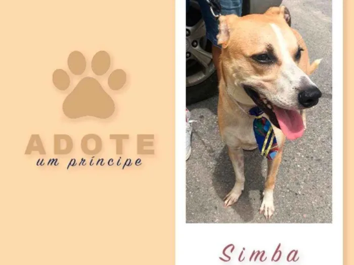 Cachorro ra a SRD idade 1 ano nome Simba