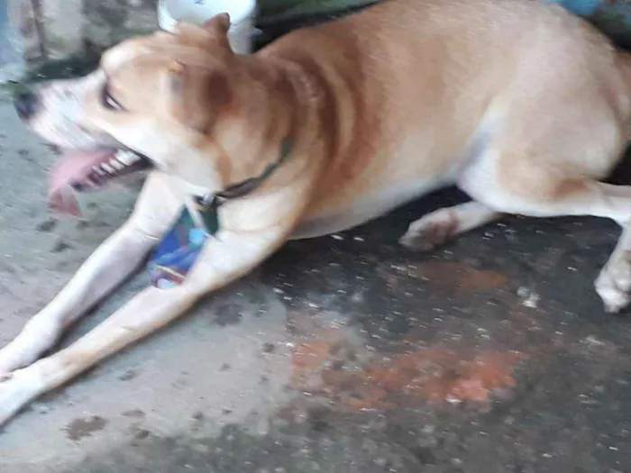 Cachorro ra a SRD idade 1 ano nome Simba