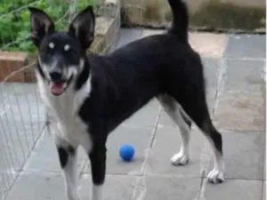 Cachorro raça Border Coliie mestiço idade 7 a 11 meses nome LILA
