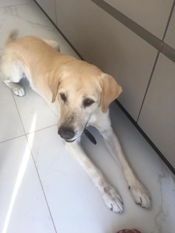 Cachorro ra a Labrador  idade 5 anos nome Valente 