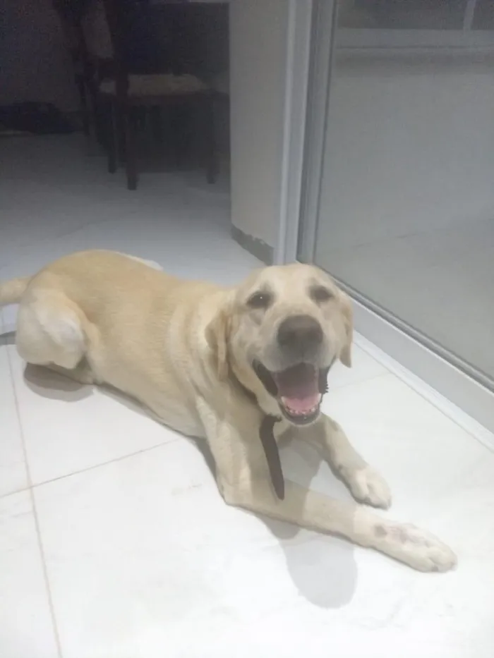 Cachorro ra a Labrador  idade 5 anos nome Valente 