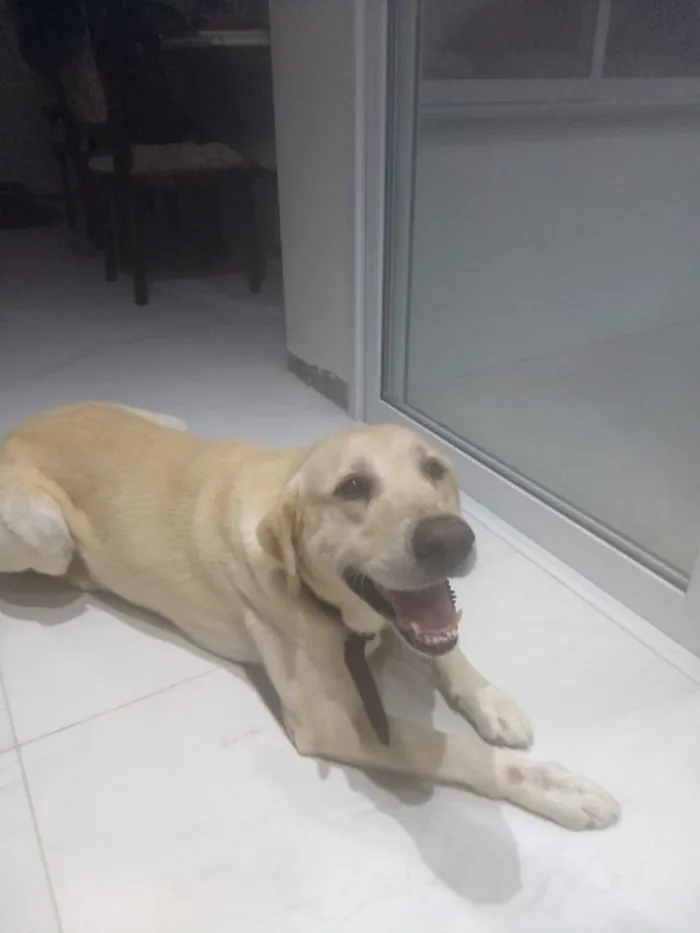 Cachorro ra a Labrador  idade 5 anos nome Valente 