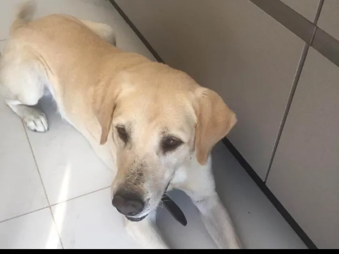 Cachorro ra a Labrador  idade 5 anos nome Valente 