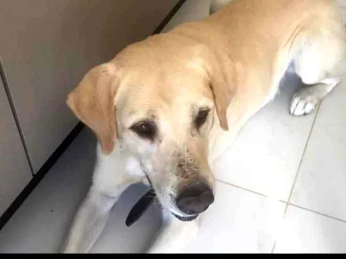 Cachorro ra a Labrador  idade 5 anos nome Valente 