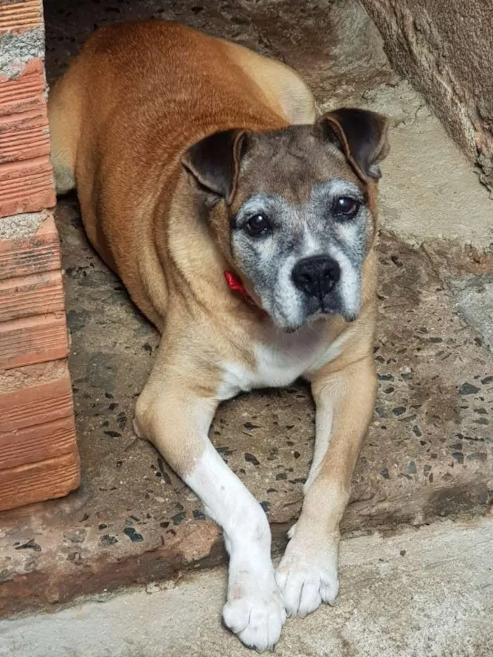 Cachorro ra a Boxer idade 6 ou mais anos nome Tigreza