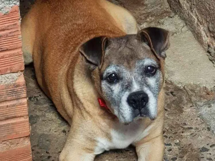 Cachorro ra a Boxer idade 6 ou mais anos nome Tigreza