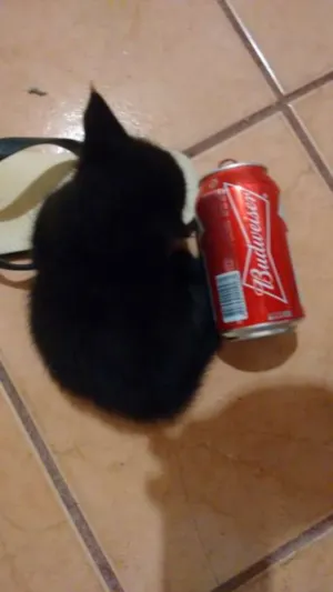 Gato raça  idade Abaixo de 2 meses nome SEM NOME