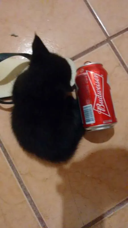 Gato ra a  idade Abaixo de 2 meses nome SEM NOME