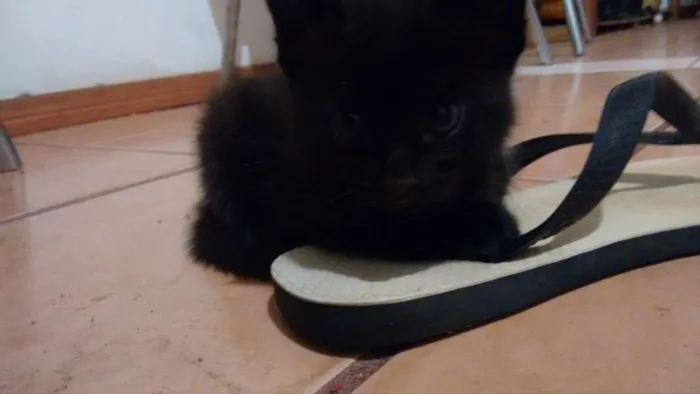 Gato ra a  idade Abaixo de 2 meses nome SEM NOME