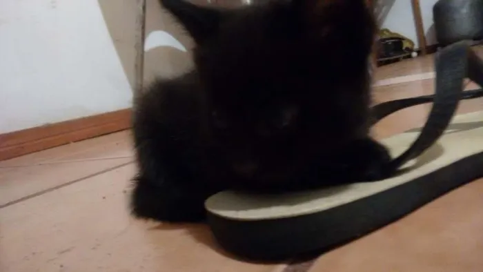 Gato ra a  idade Abaixo de 2 meses nome SEM NOME