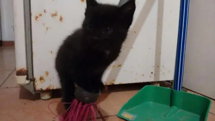 Gato ra a  idade Abaixo de 2 meses nome SEM NOME
