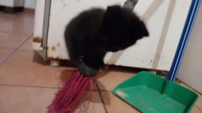 Gato ra a  idade  nome BUDWEISER