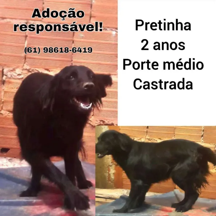Cachorro ra a Sem raça definida idade 2 anos nome Pretinha