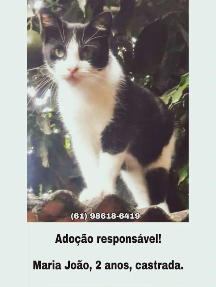Cachorro ra a Sem raça definida idade 2 anos nome Pretinha